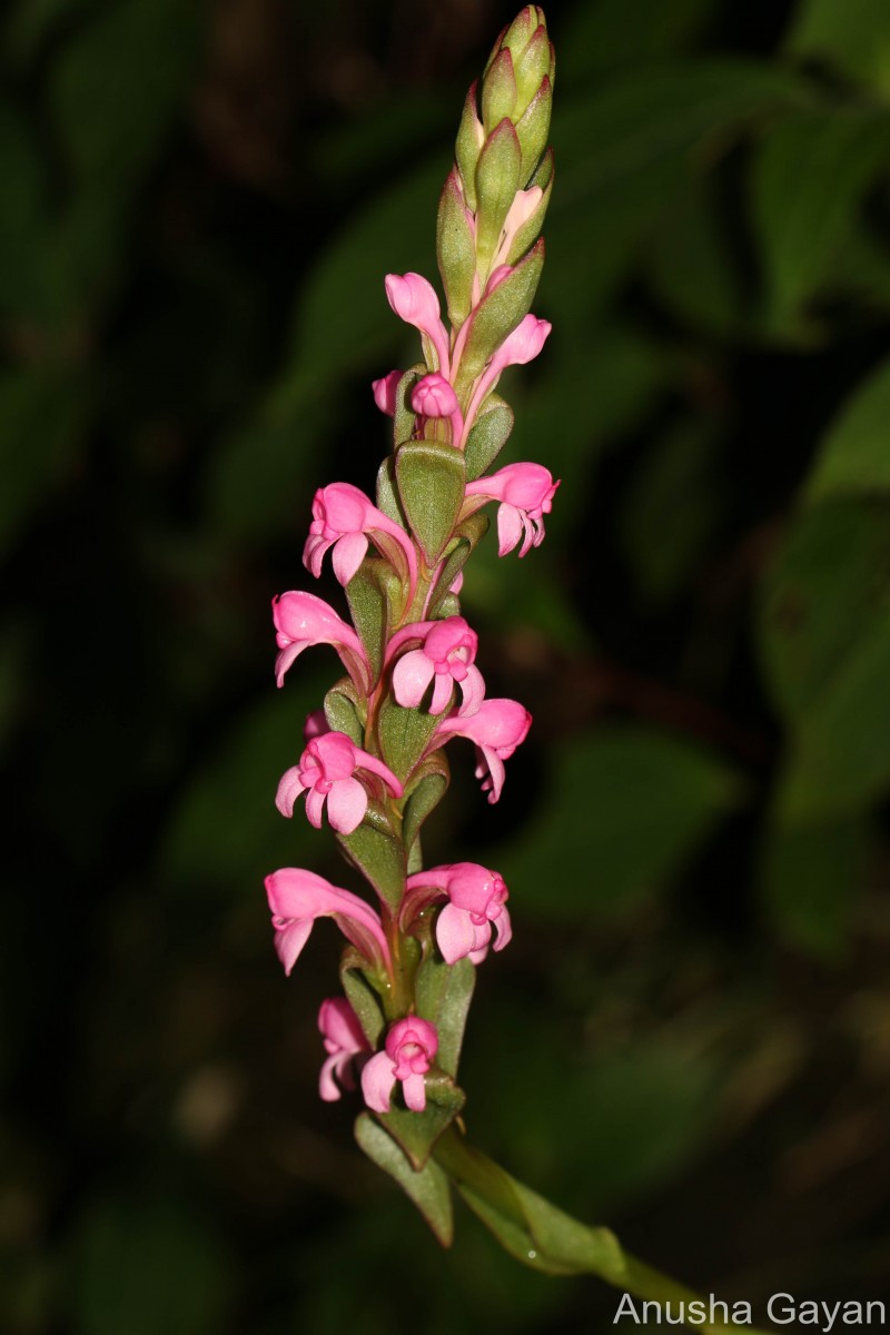 Satyrium nepalense D.Don